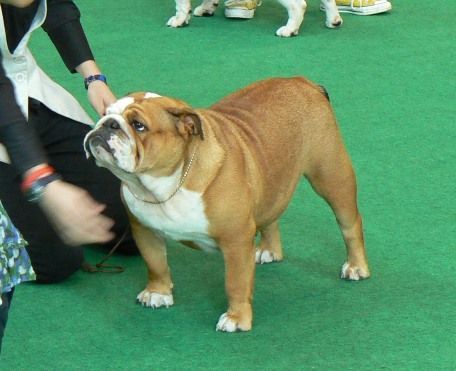 Ch Bulldesharonbull at Aquarius with candevico, bulldog campeona de paises