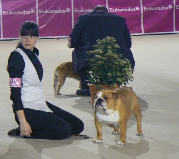 ACUCC Bulldog