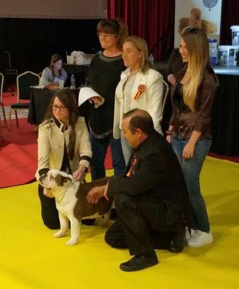 Bulldog ingles en España,