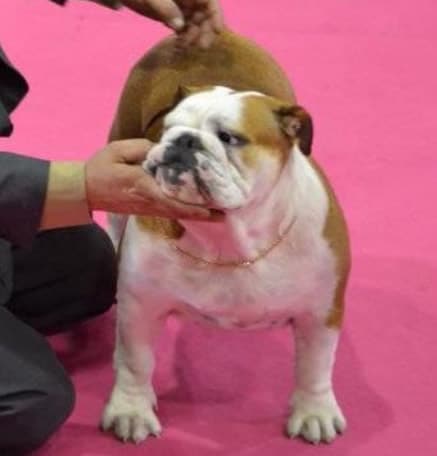 Campeona Bulldesharonbull Invencible hembra Bulldog