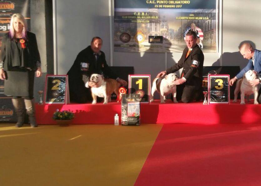 sharonbull bulldog ingles