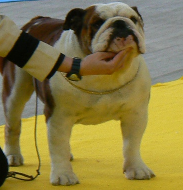 Frontal Bulldog Inglés