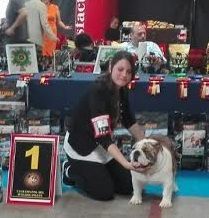 bulldog españa, Jr CH Sharon-Max with Maximus jabull , sharonbull Bulldog