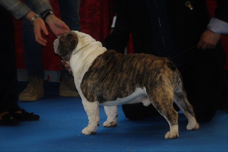Bulldog ingles
