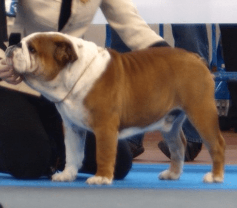 Multi Champion Bulldog