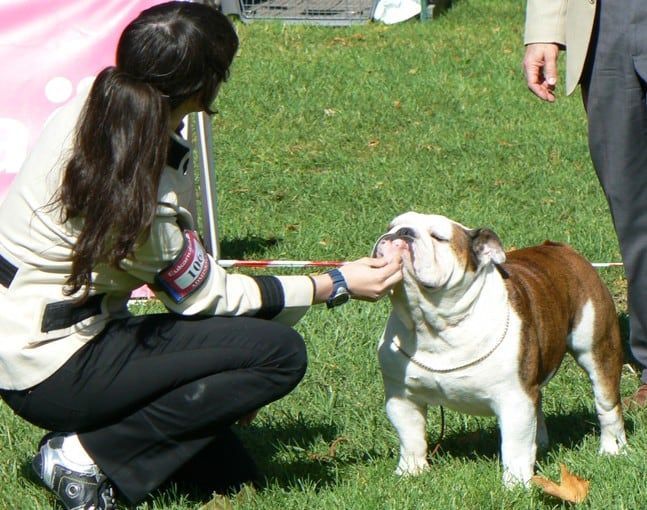 rocco-rCACIB-sintra2009-1 Bulldog