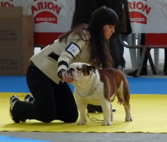CEBI asturias Bulldog