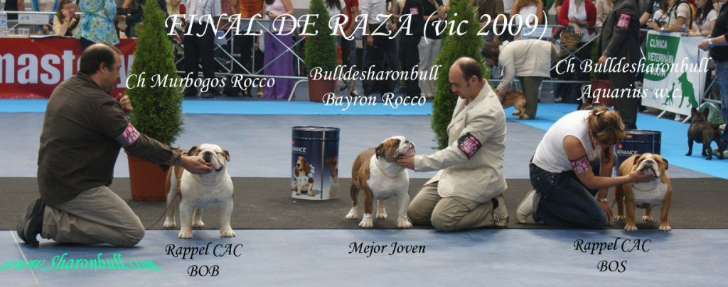 ganadores BULLDOG SHARONBULL