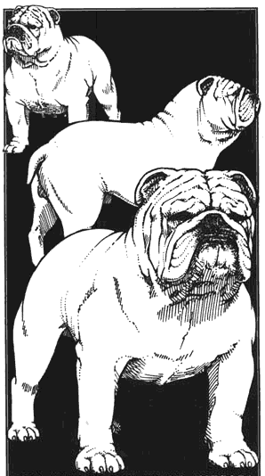 Standar Bulldog