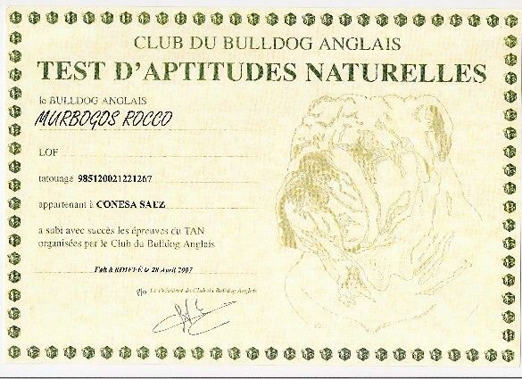 Titulo TAN francia Bulldog club