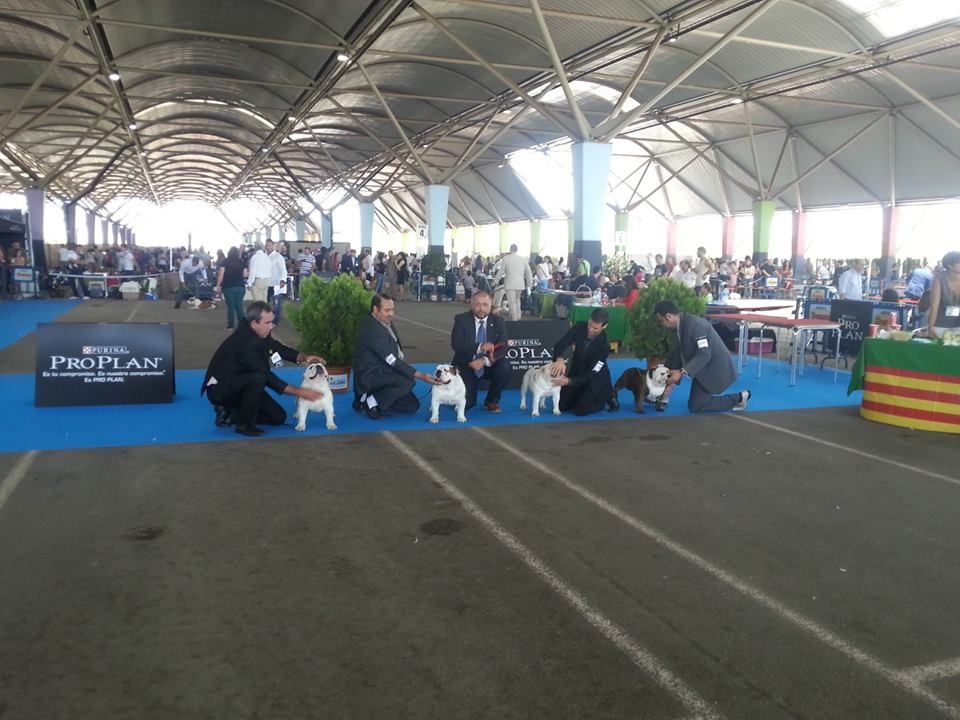 Mejor de Raza Bulldog inglés , CH MURBOGOS ROCCO