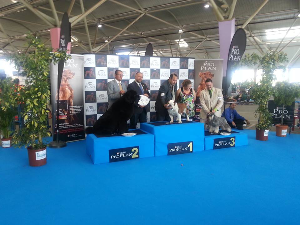 English Bulldog from Veteran class , Winner of Best of Breed, Winner group 2, 3rd BIS ,and Winner Veteran Final 