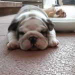 Bulldog camada nietos multi ch murbogos Rocco
