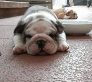 Bulldog camada nietos multi ch murbogos Rocco