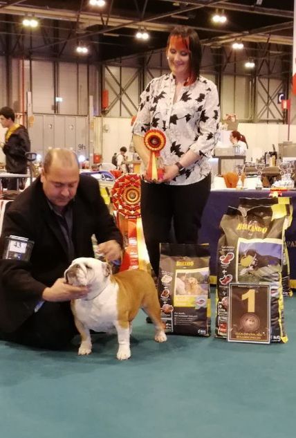 Bulldog Ch Bulldesharonbull Ivory