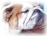 Bulldog Barcelona