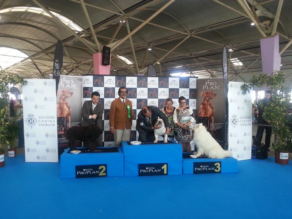 Bulldog Ingles, Exposición de castellón, Mejor Veterano CH Murbogos Rocco