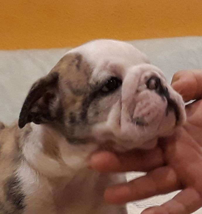 Comprar cachorro de Bulldog ingles