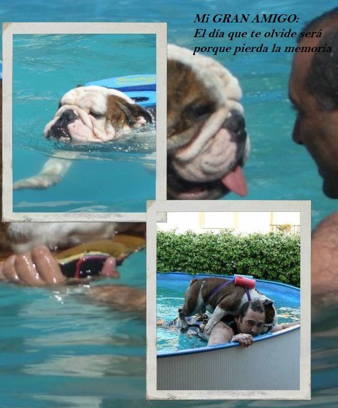 Bulldog swimming pool