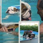 Mi bulldog inglés
