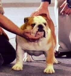 CH Bulldesharonbull Dangerous, Bulldog Dog