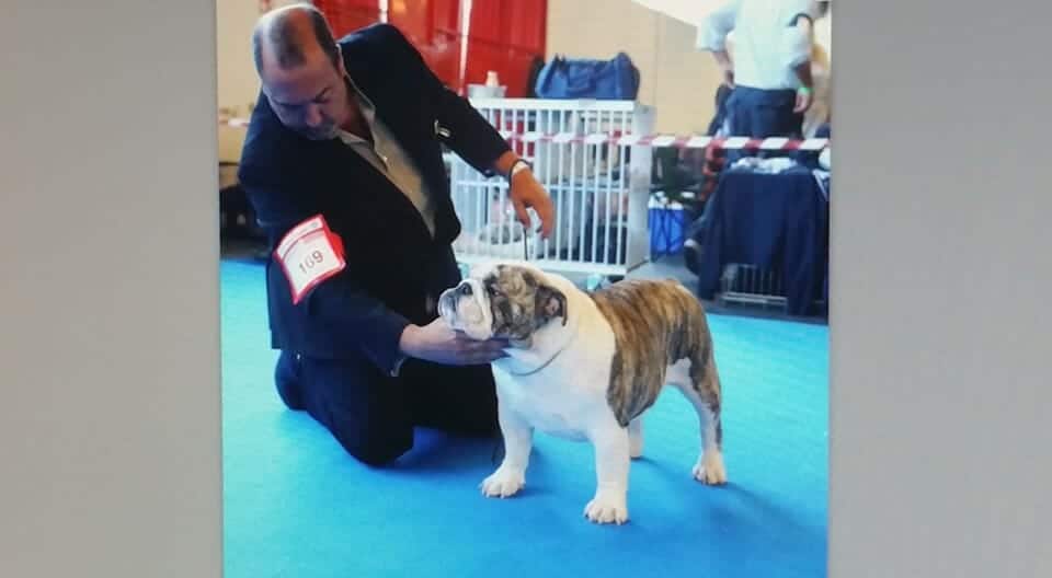 Bulldog 