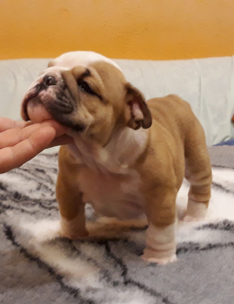puppy bulldog