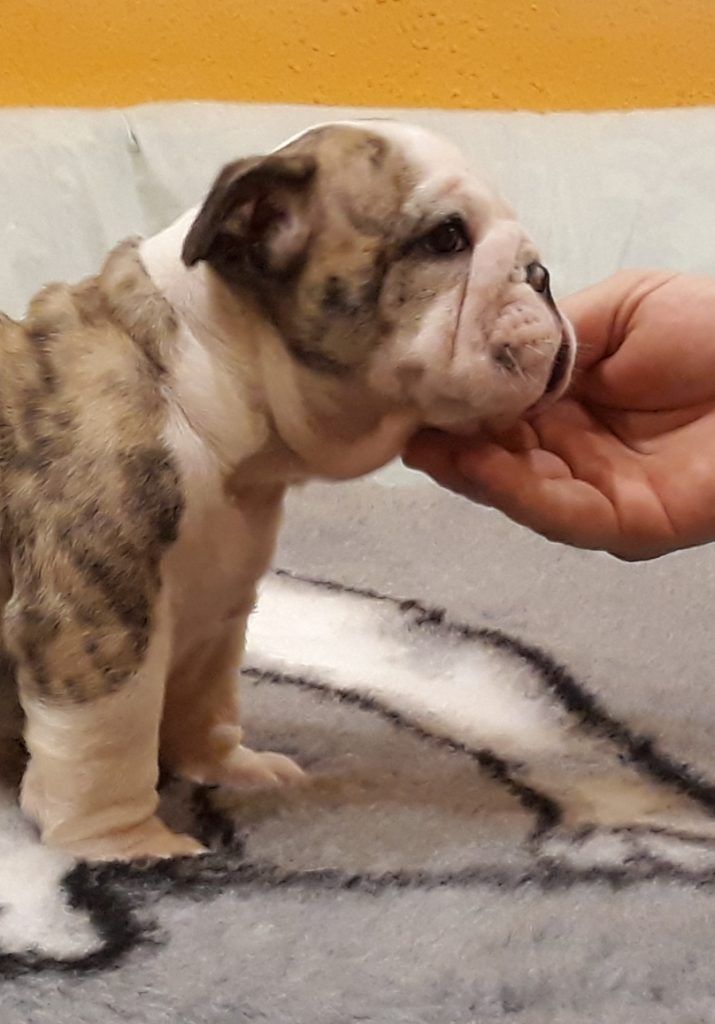 puppy bulldog barcelona
