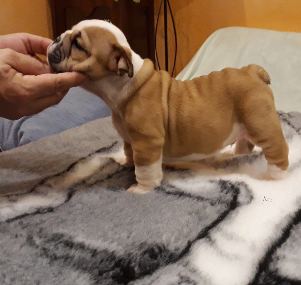 breeder bulldog