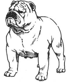  bulldog illustrated standard