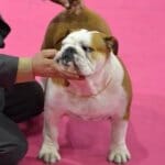 Bulldog