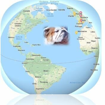 Bulldog world