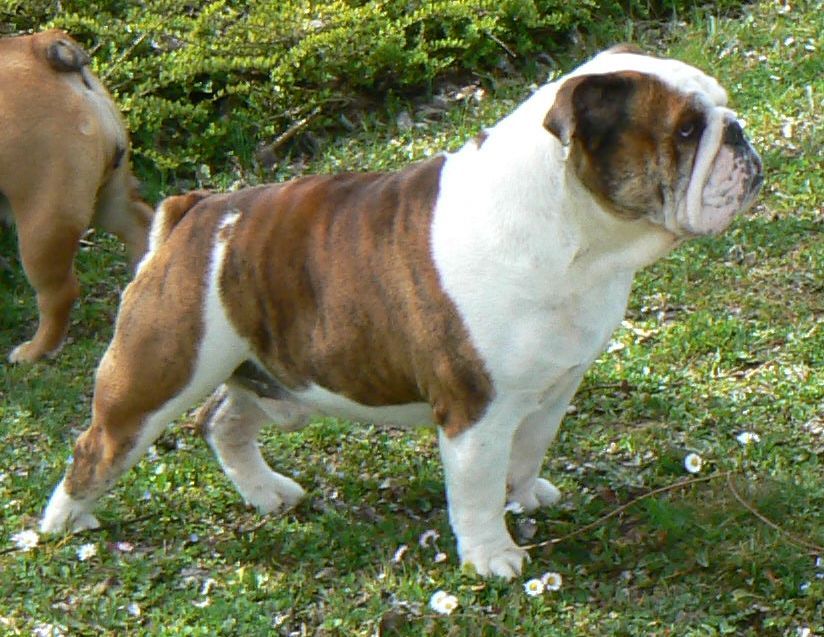English BULLDOG, CH Murbogos Rocco