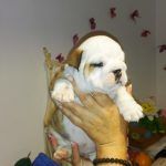 cachorro de Bulldog ingles