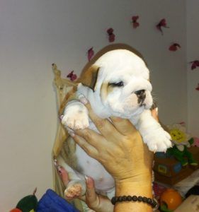 cachorro de Bulldog ingles