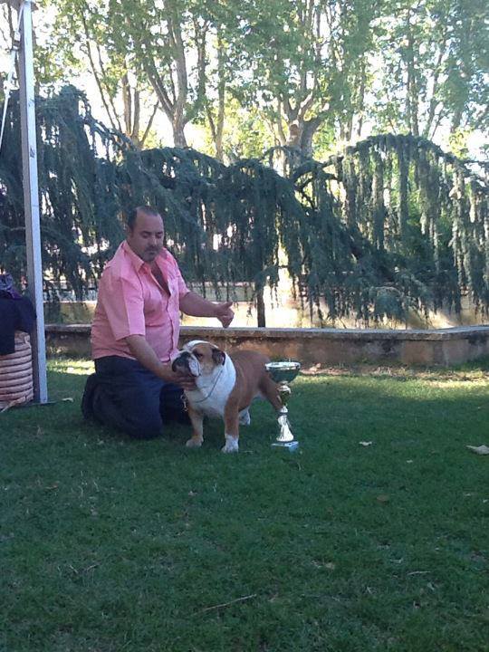 Bulldog Inglés Ch Bulldesharonbull Billie jean