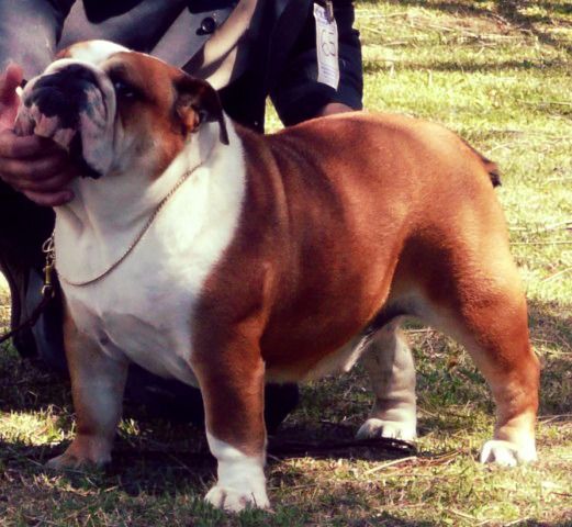 English Bulldog , Champion, she is mother of champions dogs , excellents puppies , Bulldog quality,born spain, desharonbull Kennel , barcelona