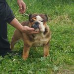 Bulldog inglés