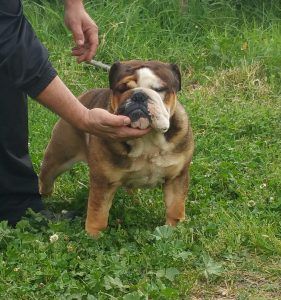 Bulldog inglés