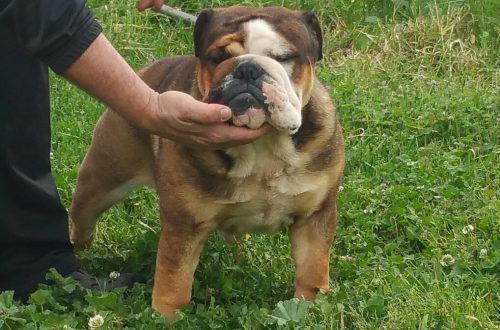 Bulldog inglés