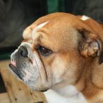 Bulldog imagen de cabeza y cuello