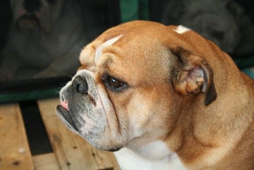 Bulldog inglés representante de nuestro afijo bulldesharonbull. desde 2002 con Bulldogs, ella fue la primera