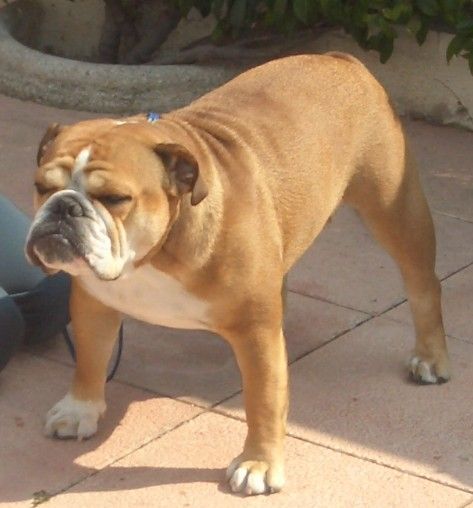 Sharon , Bulldog Inglés , posando , english Bulldog
