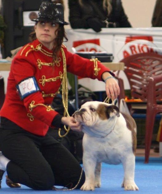 Bulldog ingles en España,