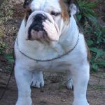 Bulldog Ingles