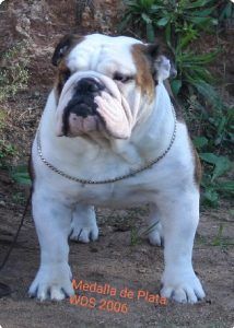 Bulldog Ingles