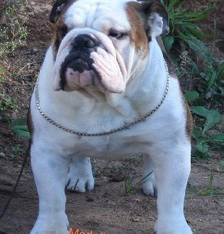Bulldog