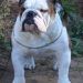 Bulldog