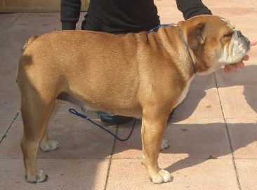 Nuestra primera Bulldog Inglés