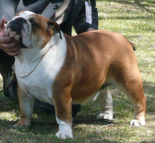 Bulldog Inglés multicampeona , de características extraordinarias para esta raza de perros